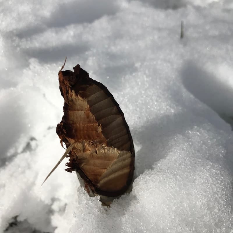 Cover Image for Beaverfest 2026