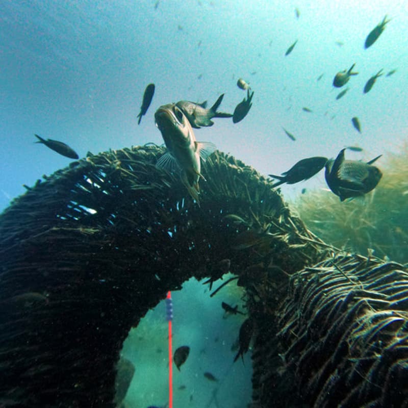 Cover Image for In Conversation: Rasa Weber and Madeleine Schwinge on »What if the Ocean Were a City«