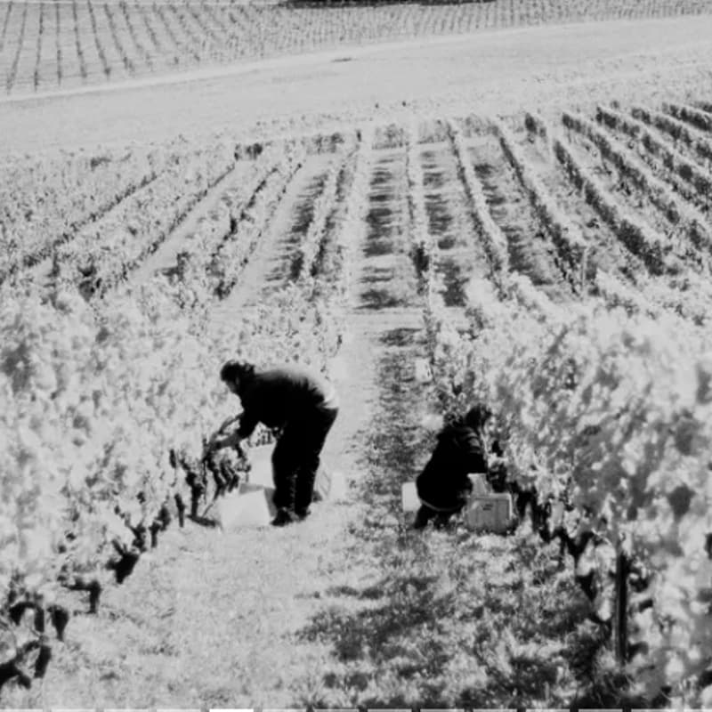 Cover Image for Winery Visit: Domaine du Brantard