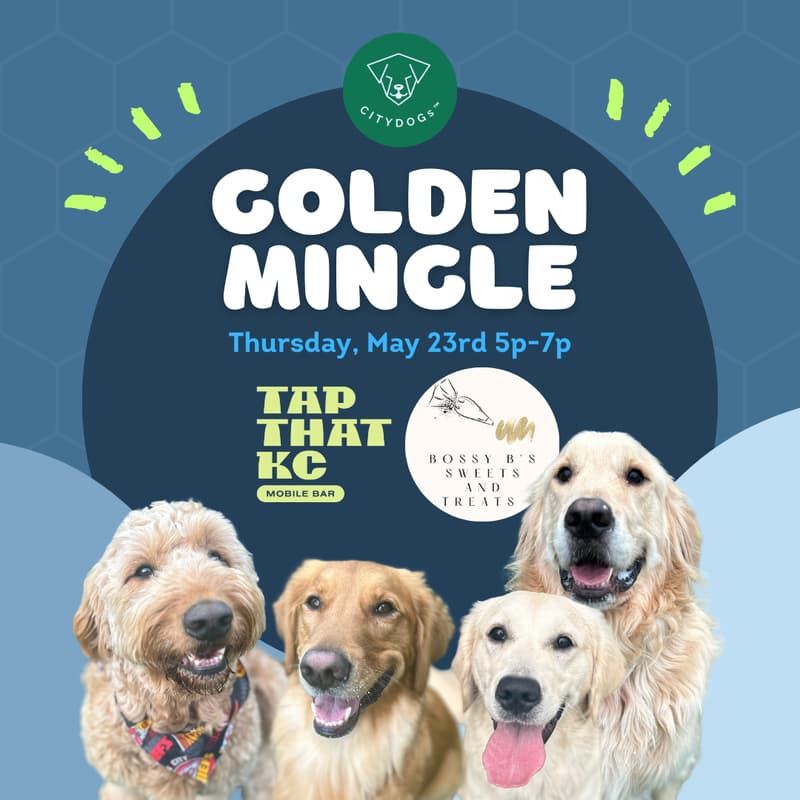 Cover Image for Golden/Goldendoodle Mingle At The Dog Park