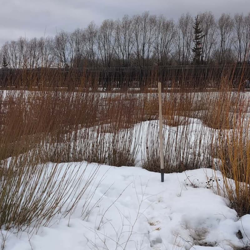 Cover Image for Labyrinth Harvest - Round 1