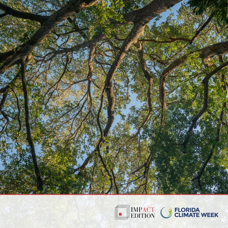 Cover Image for Rooted in Resistance: Live Reading Picnic Under the Trees