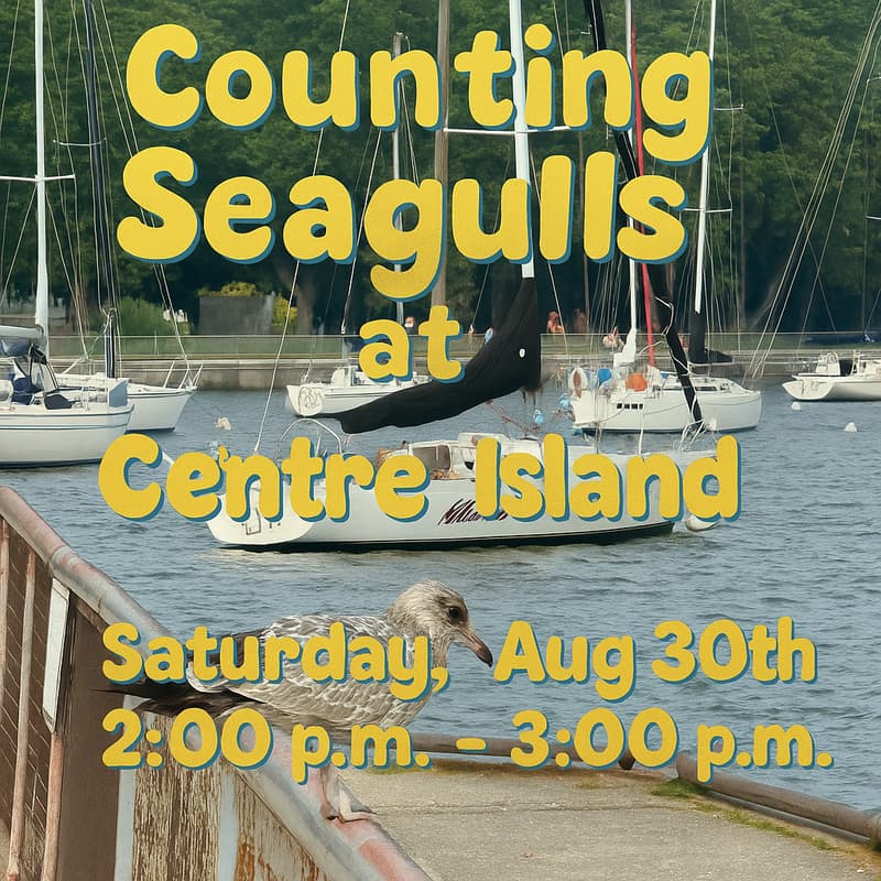 Cover Image for Counting Seagulls at Centre Island