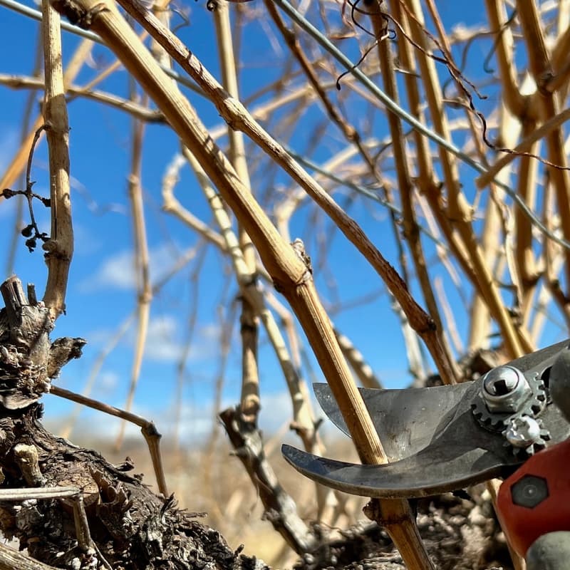 Cover Image for Grapevine Pruning Workshop + Work Party