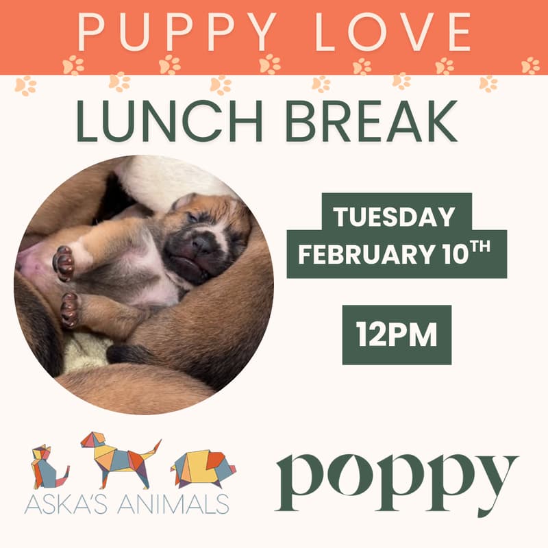 Cover Image for Puppy Love Lunch Break [with Aska's Animals]