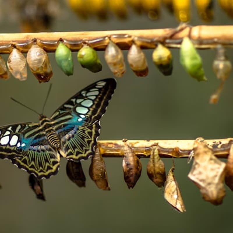 Cover Image for Monthly Collective Forgiveness