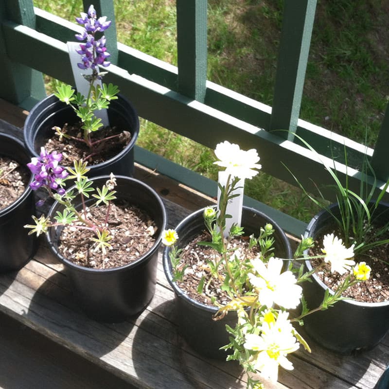 Cover Image for Spring Sowing Workshop: California Native Plants from Seeds with Theodore Payne Seed Expert Genevieve Arnold