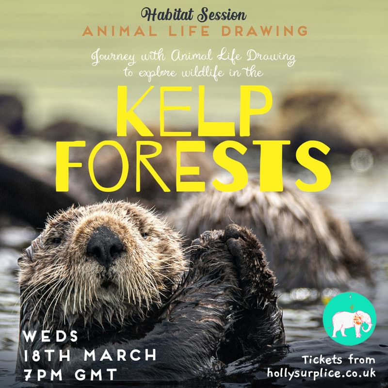 Cover Image for Kelp Forest Wildlife