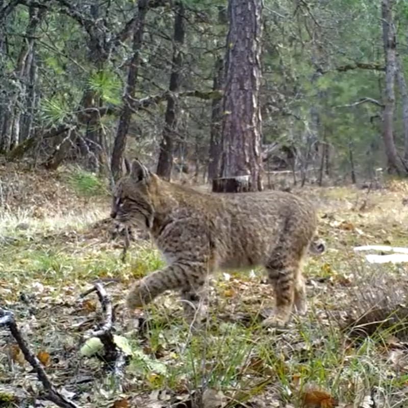Cover Image for Wildlife Tracking on the Mt. Adams Community Forest