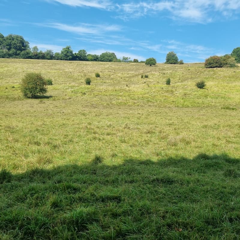 Cover Image for How to buy BNG at the right price: Lunch & Learn - April