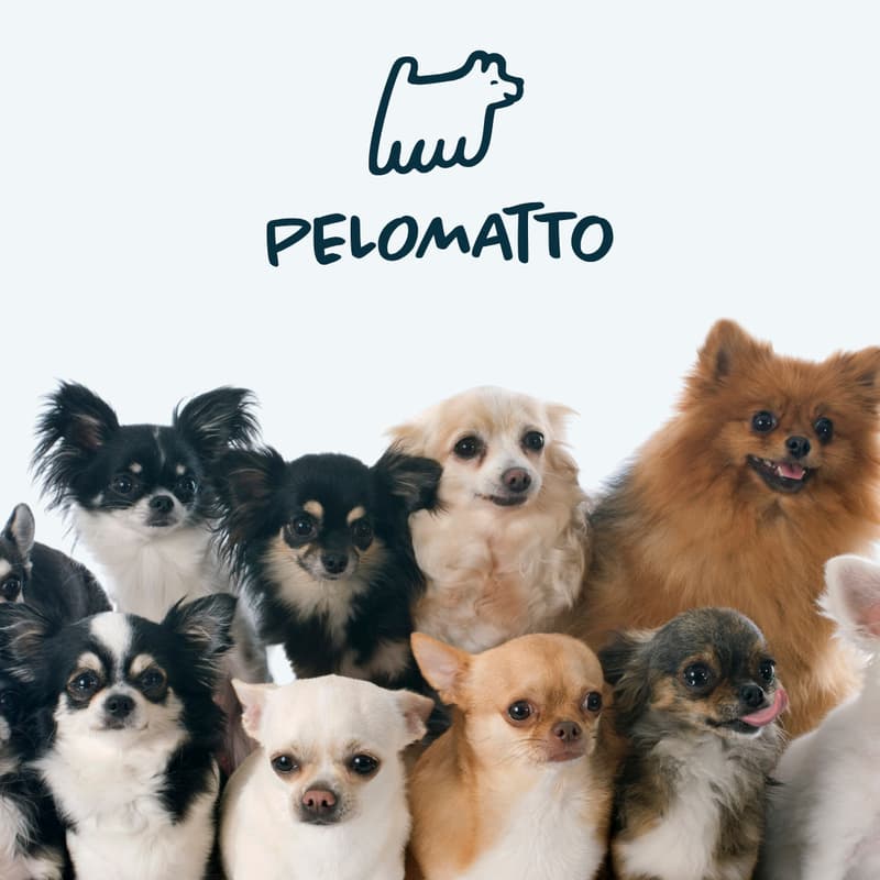 Cover Image for Pelomatto | Investor Preview