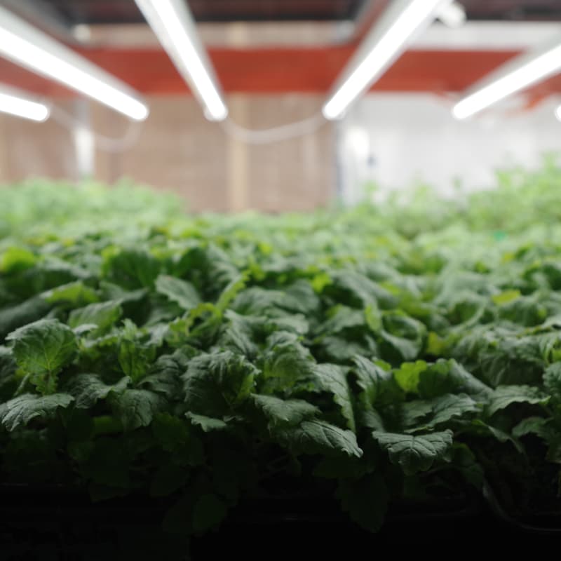 Cover Image for etobiGrow Vertical Farm Tour