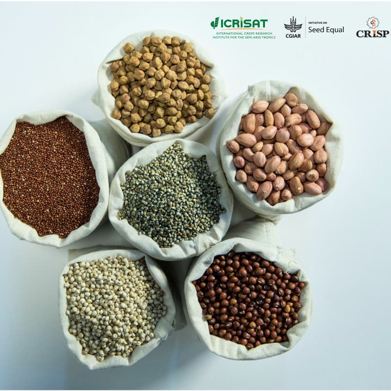 Cover Image for Stakeholder Engagement and Policy Dialogue on “Future of Pulses and Legumes Seed Systems in India”