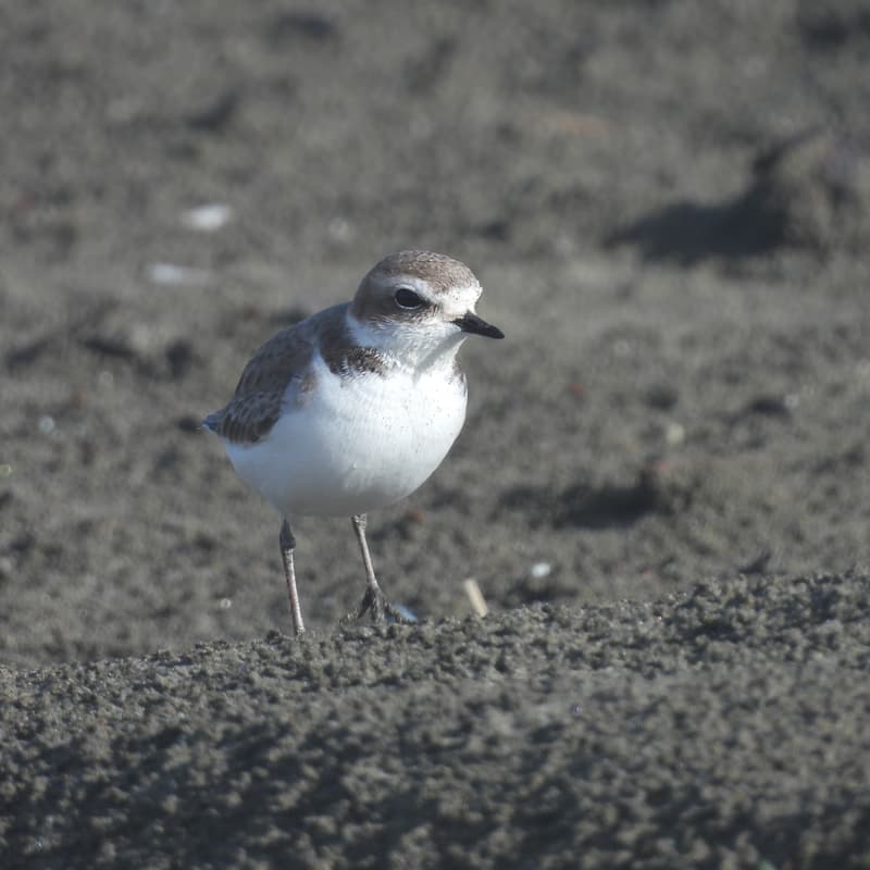 Cover Image for Bird Tour with the Golden Gate Bird Alliance