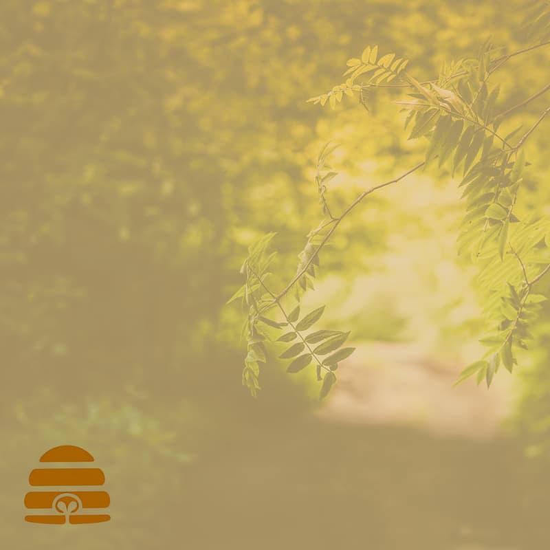 Cover Image for 🌿 The Hive Within Swarming Out