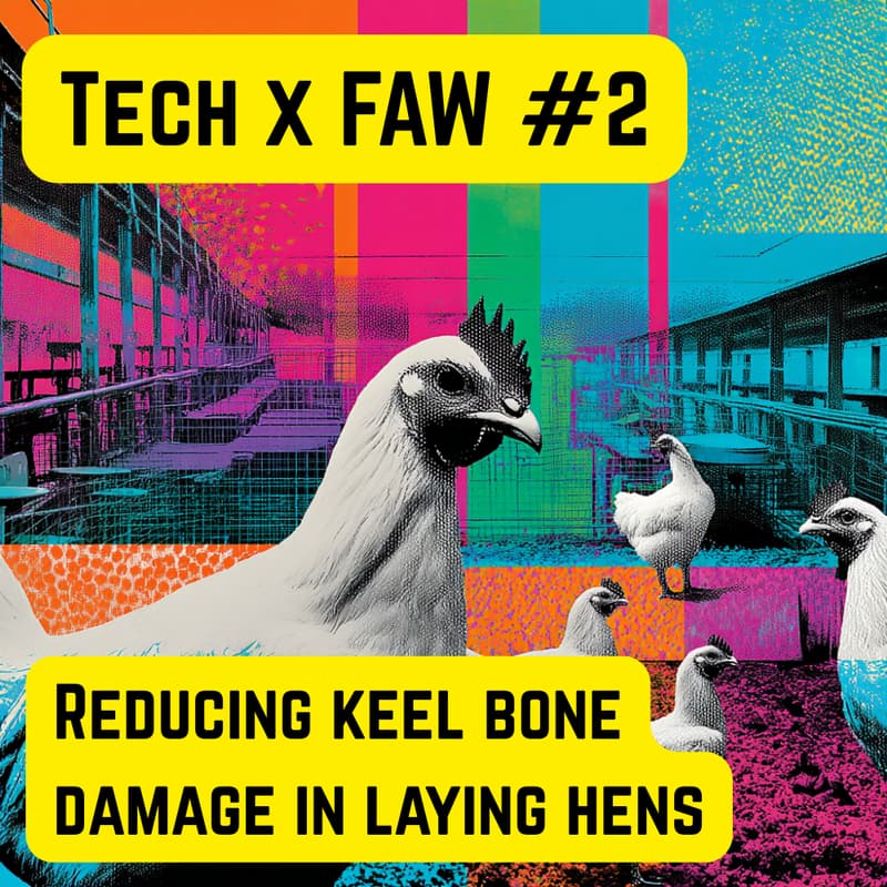 Cover Image for Tech x FAW #2: Reducing keel bone damage in laying hens