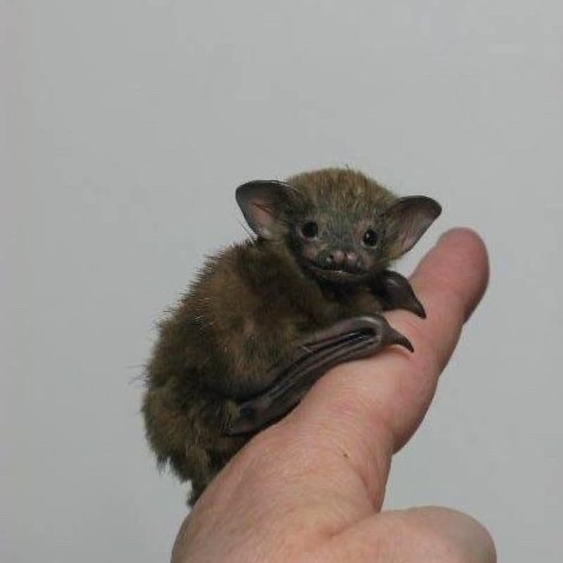 Cover Image for BAT OFFICE HOURS (PUBLIC)