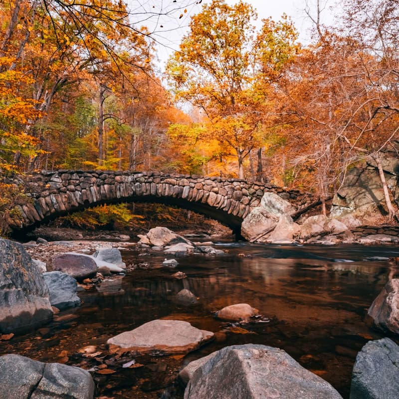 Cover Image for Climatebase DC Meetup: Rock Creek Park Fall Foliage Walk