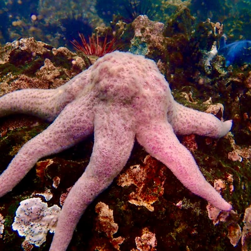 Cover Image for Snorkellers of BC Meetup: West Coast Sea Stars