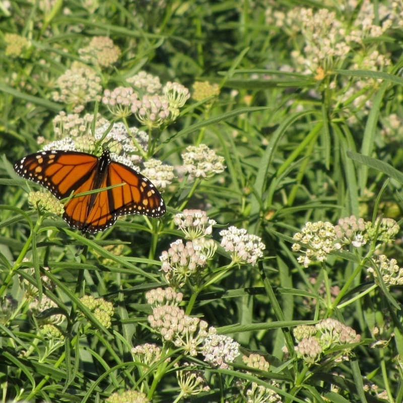 Cover Image for Save Our Monarch Butterflies - Come to a Milkweed Seed-Sowing Workshop in  Laurel Canyon! more info at https://lu.ma/plantnativelc202404
