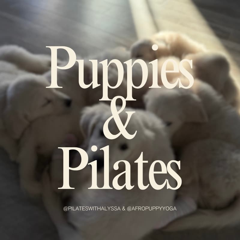 Cover Image for Puppies & Pilates |📍Hamilton |🐶Cockapoos