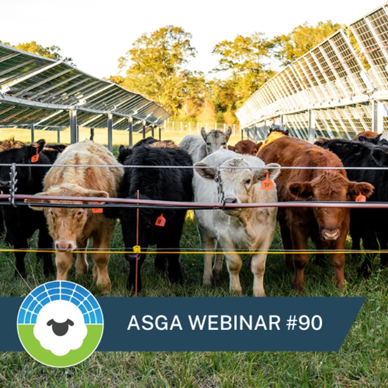 Cover Image for ASGA Call 90: Solar Cattle Grazing Update