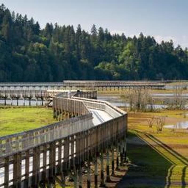 Cover Image for Billy Frank Nisqually NWR Birding Walk
