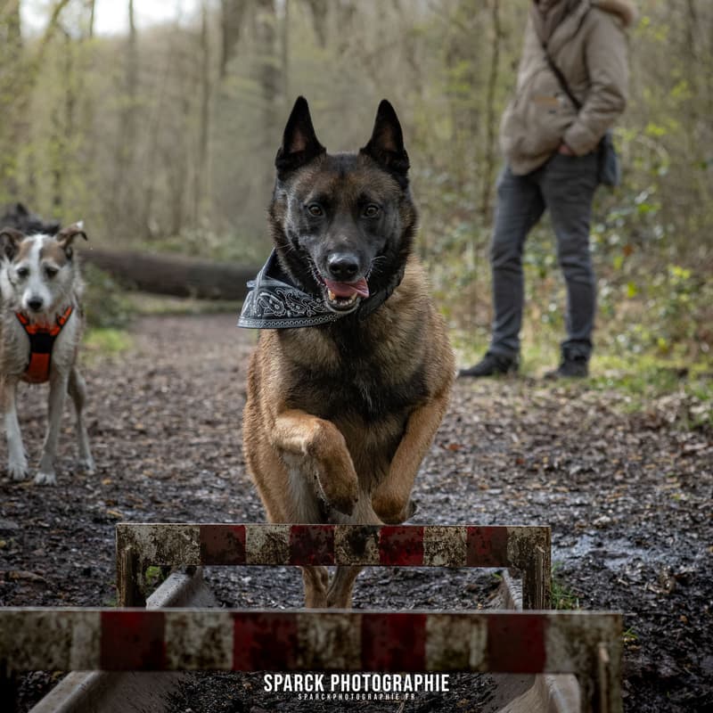 Cover Image for Balade photo canine - spéciale chiens dynamiques