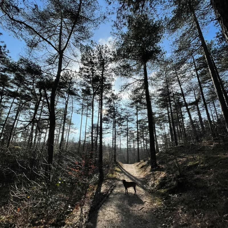 Cover Image for Walk & Talk Bergen (NH)