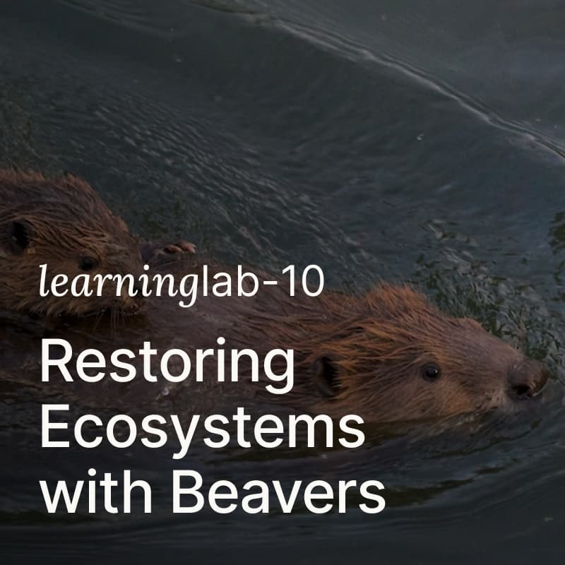 Cover Image for Learning Lab 10: Restoring Ecosystems with Beavers