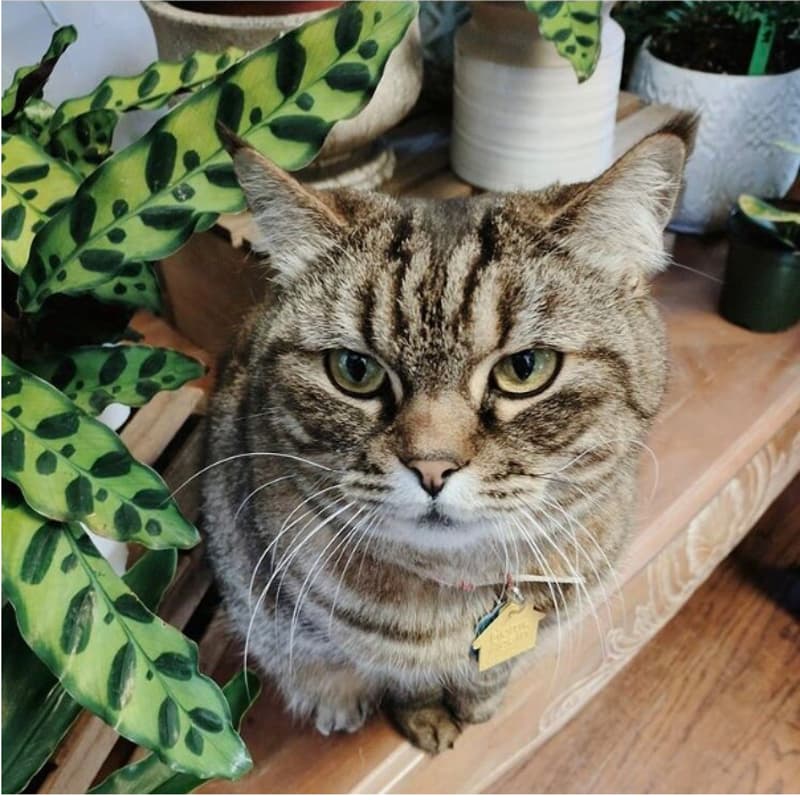 Cover Image for 🍷🐈‍⬛ Phoebe cat's Retirement Party! 