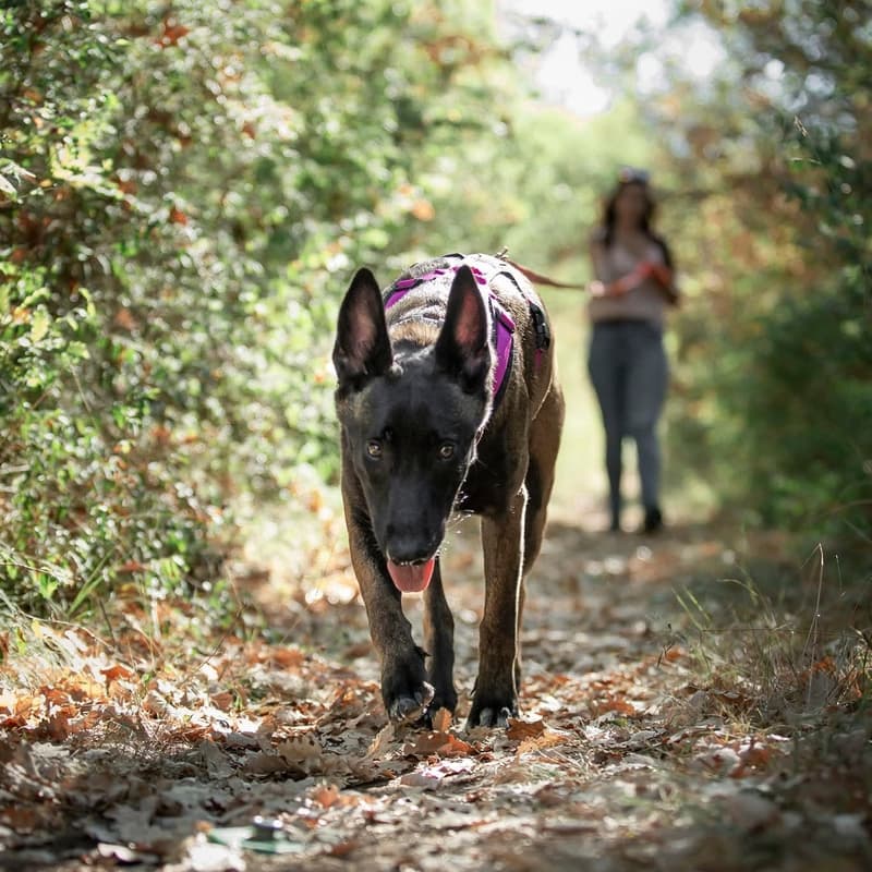 Cover Image for Mantrailing débutant
