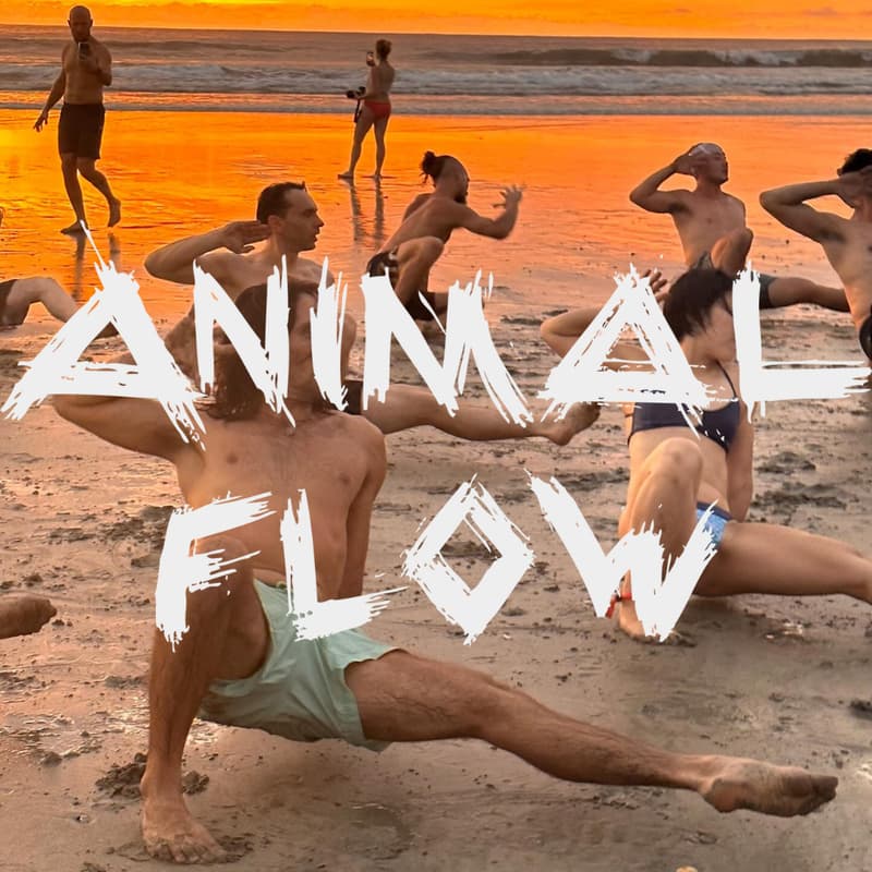 Cover Image for ANIMAL FLOW: Sunset Golden Hour