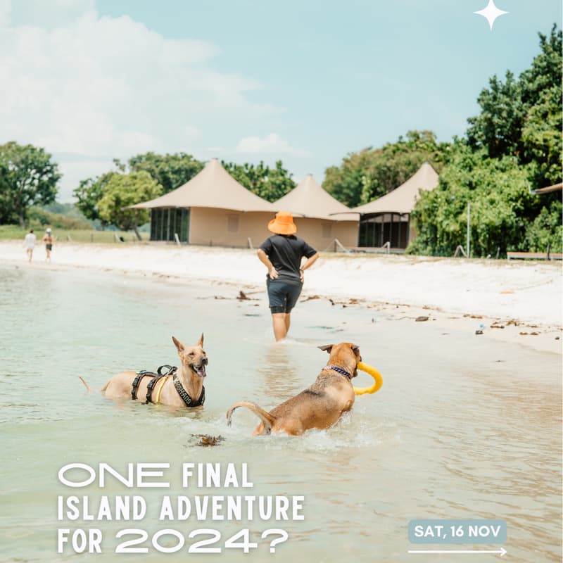 Cover Image for Beach Day Out with @SingaporeSpecialDogs