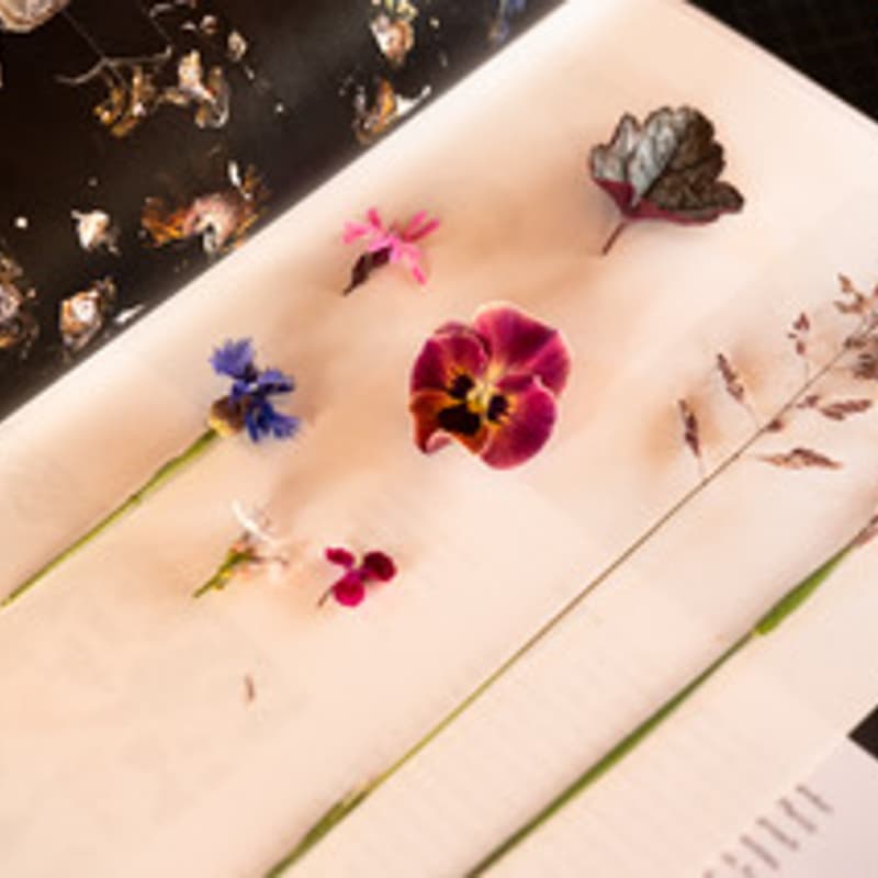 Cover Image for Mein eigenes Herbarium – Gestalten, Binden, Bewahren