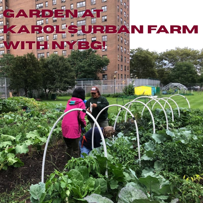 Cover Image for Garden at Karol's Urban Farm with NYBG!
