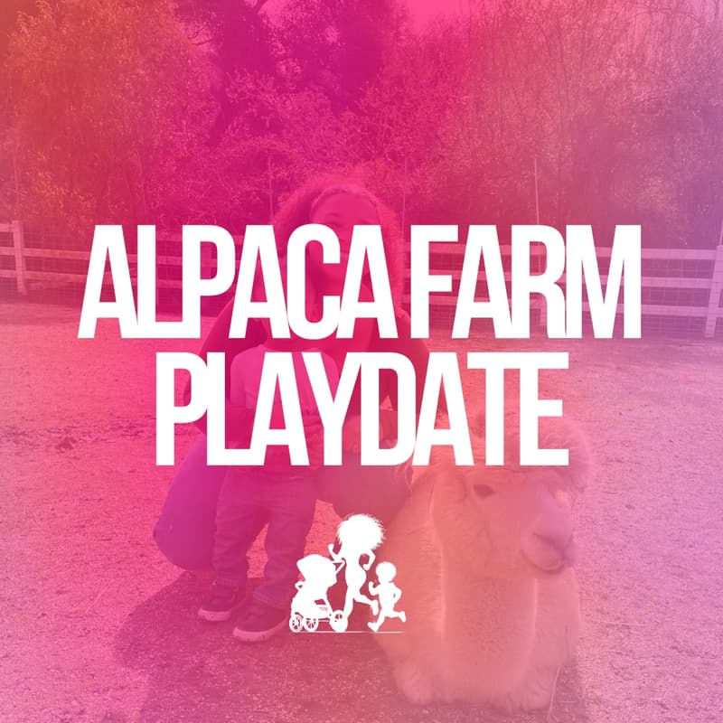 Cover Image for Belvoir Mine Alpaca Farm Playdate