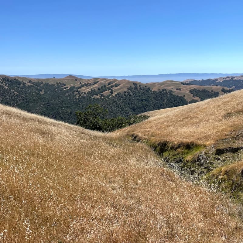 Cover Image for Wild Writing Workshop