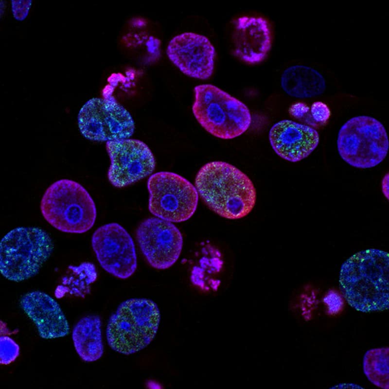 Cover Image for The Future of Oncology Summit