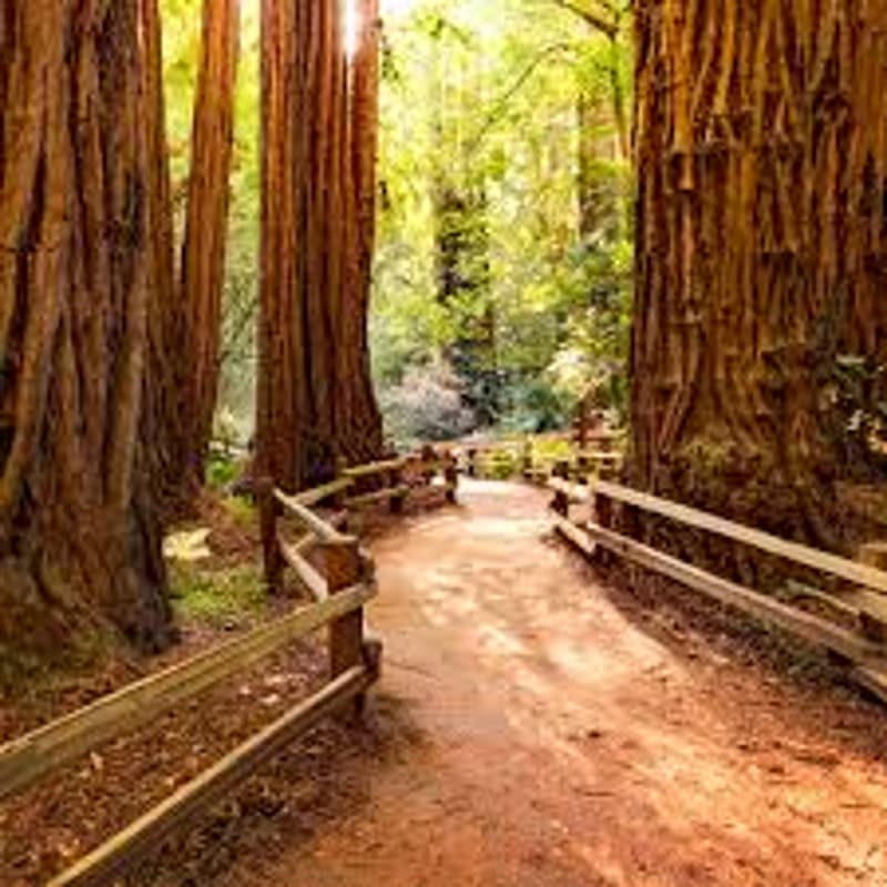 Cover Image for Pre-RSAC Muir Woods Escape for Cybermarketers