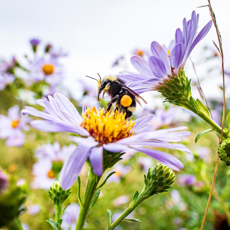 Cover Image for Catalyzing Regeneration to Combat Climate Change and Biodiversity Loss: An Earth Day Event at the California Academy of Sciences