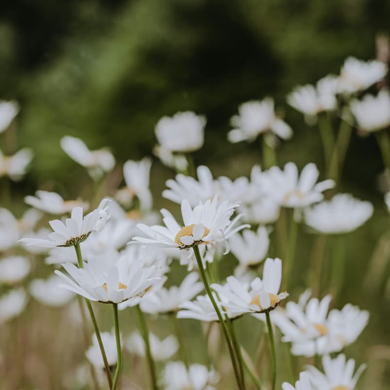 Cover Image for Mindfulness Based Compassionate Living (MBCL) Online Workshop