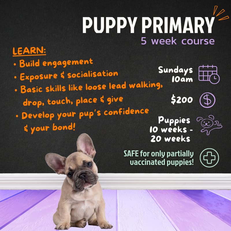 Cover Image for Puppy Primary | 10am Sundays