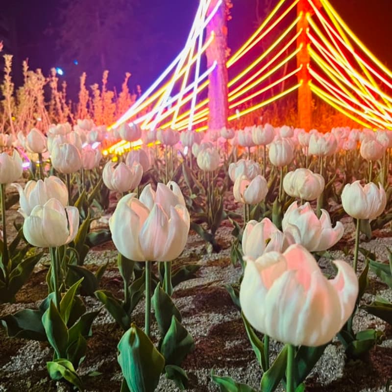 Cover Image for Blossom Gathering