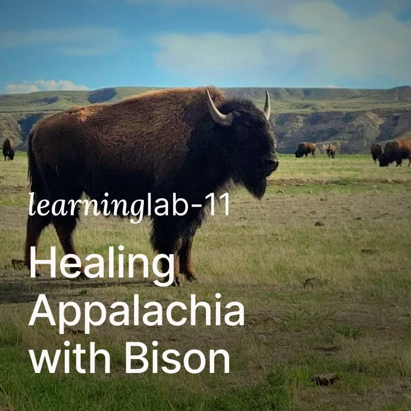 Cover Image for Learning Lab 11: Healing Appalachia with Bison