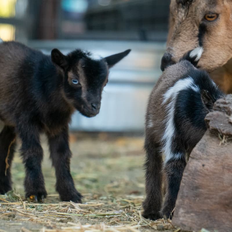 Cover Image for 11/1 9am Baby Goat Petting Zoo