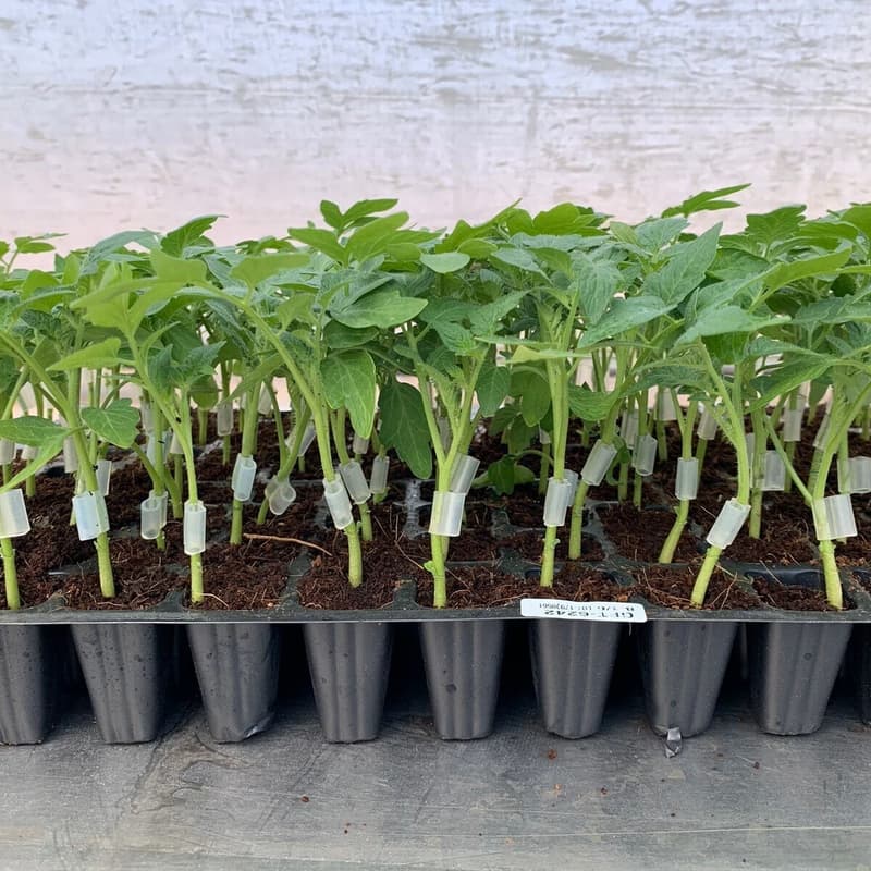 Cover Image for Vegetable Grafting Workshop