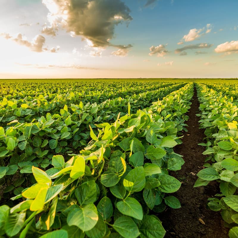Cover Image for GMO 2.0: A Skeptic’s Panel Exploring Genetic Engineering’s Role in a Sustainable and Productive Agricultural System