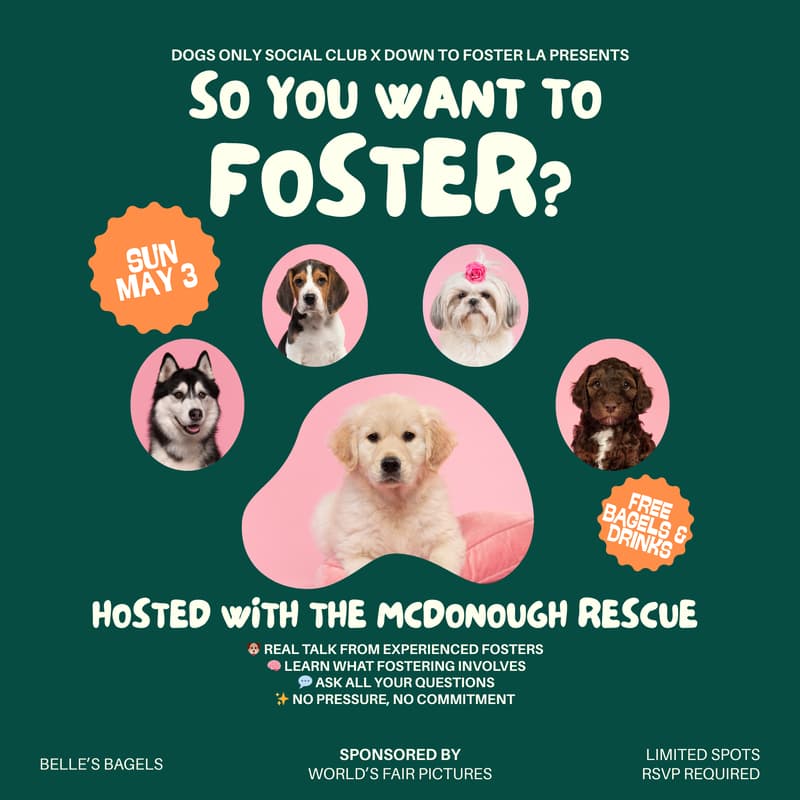 Cover Image for So You Want to Foster?