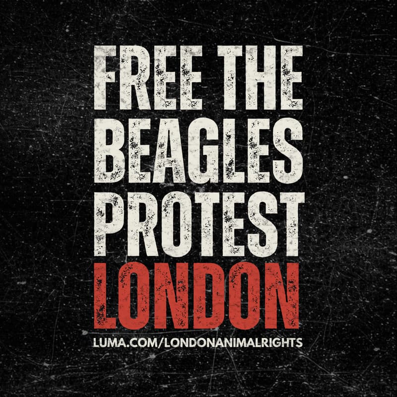 Cover Image for FREE THE BEAGLES PROTEST